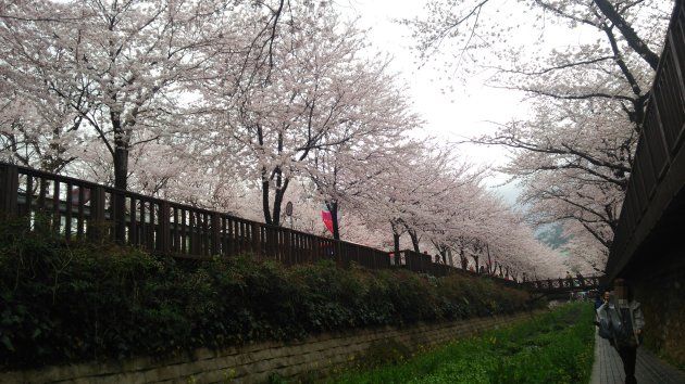 余佐川横の歩道から撮影した桜